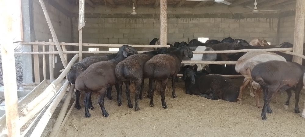 Бокилган кучкорлар .илтимос бекорчилар безовта килмасин.
