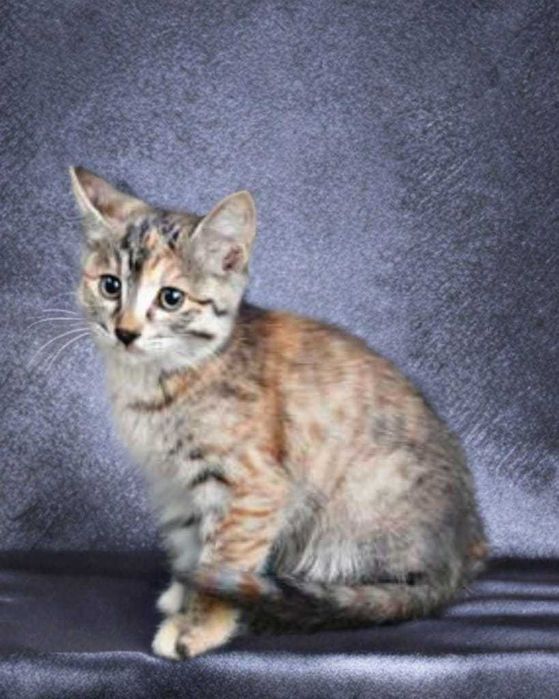 Котята 2,5 - 3 месяца