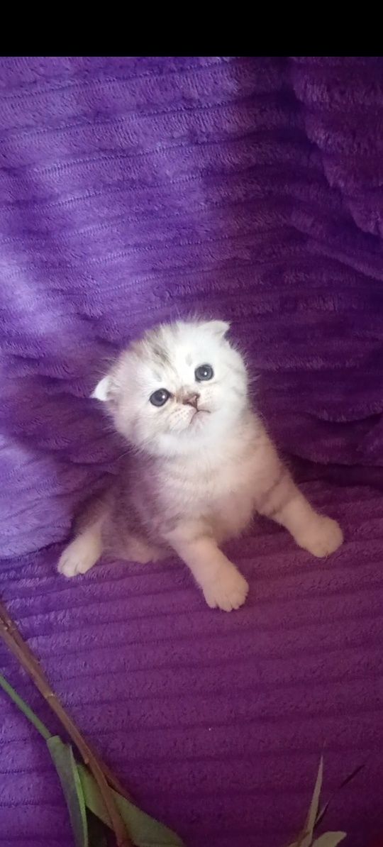 Продам шотладского вислоухого котика.