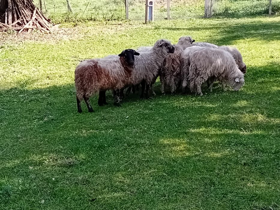 Vând 9 miei de aproximativ 30-40 kg