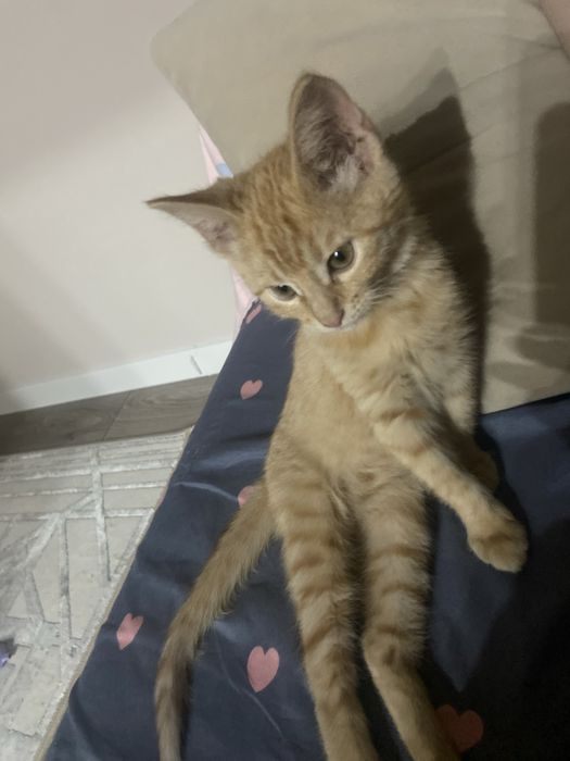 Кошка  3мес маленький