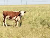 Продам двух коров с телятами подсобные, телка больше двух лет