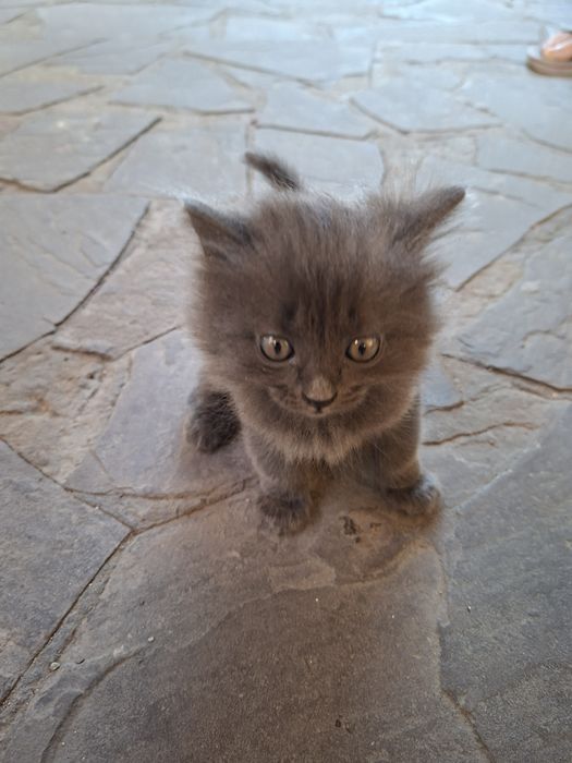 Отдам котят в хорошие руки