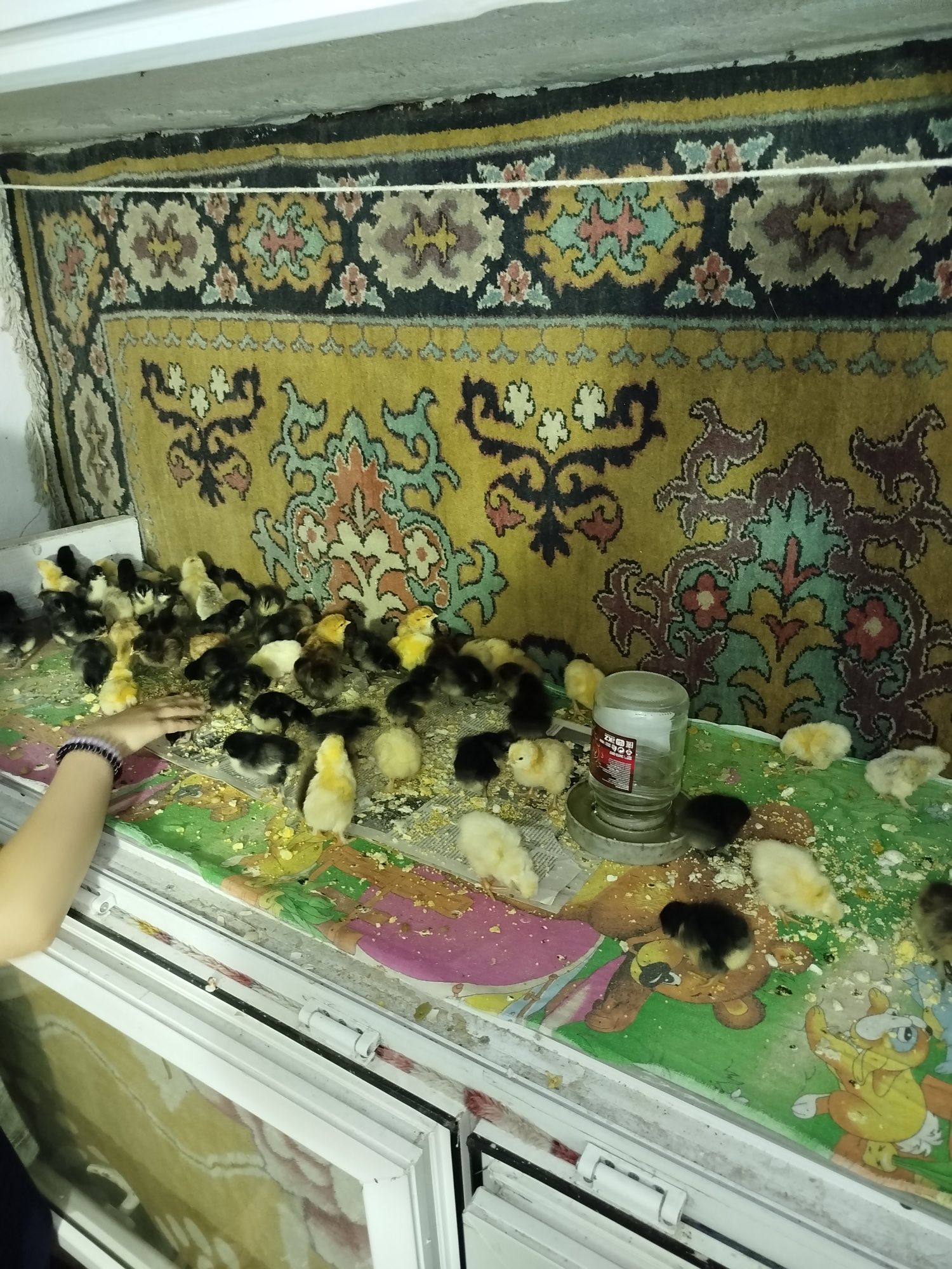 Куры 12 месяцев.3500