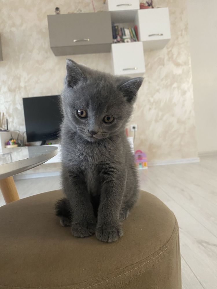 Шотландско котенце