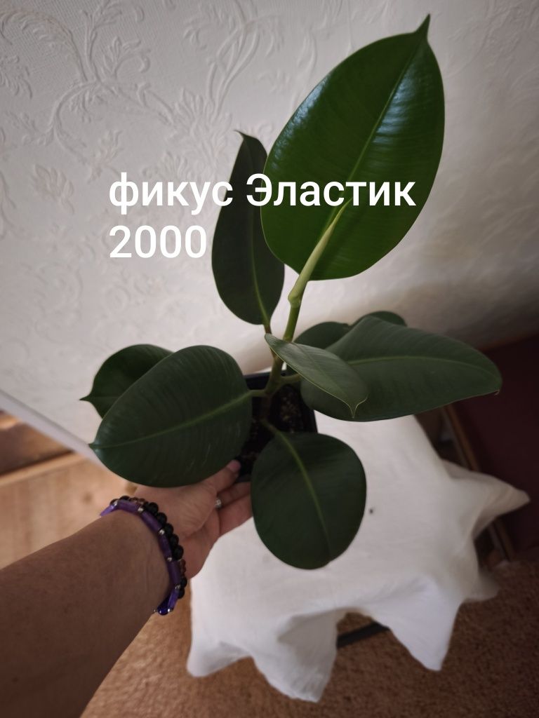 Филодендрон, толстянка, диффенбахия
