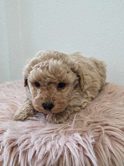 Cățeluș Maltipoo talie toy, carnet de vaccin, deparazitat