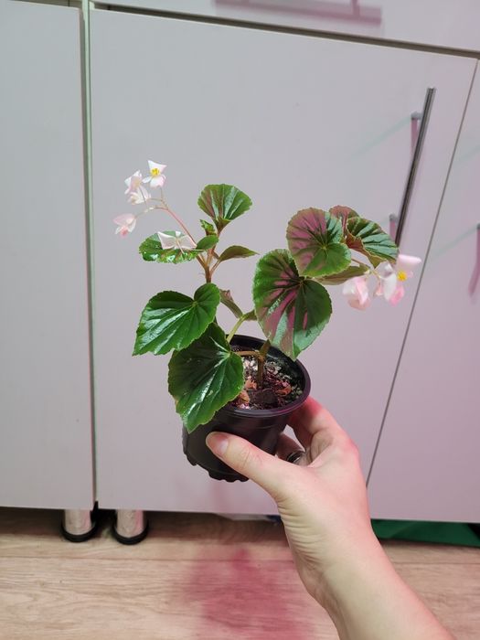 Продам комнатные растения (мята, бегония, молочай)