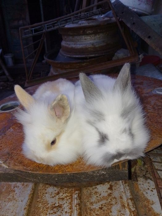 Vând iepurași cap de leu