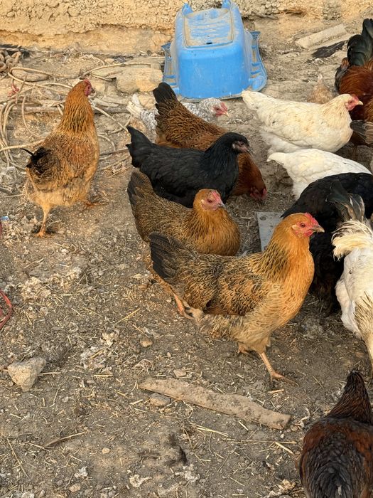 Кучинский юбилейный жас тауыктары бар