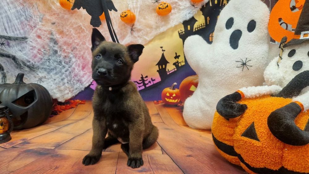Продавам белгийска овчарка (Malinois)