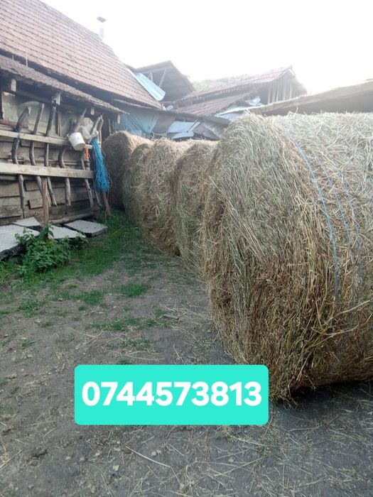 Baloti lucerna rotunzi min.40.Drept.500 sau fan Transport inclus RO UE