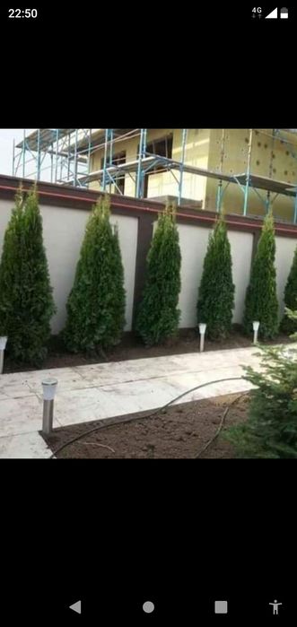 Plante decorative pt o gradina de vis