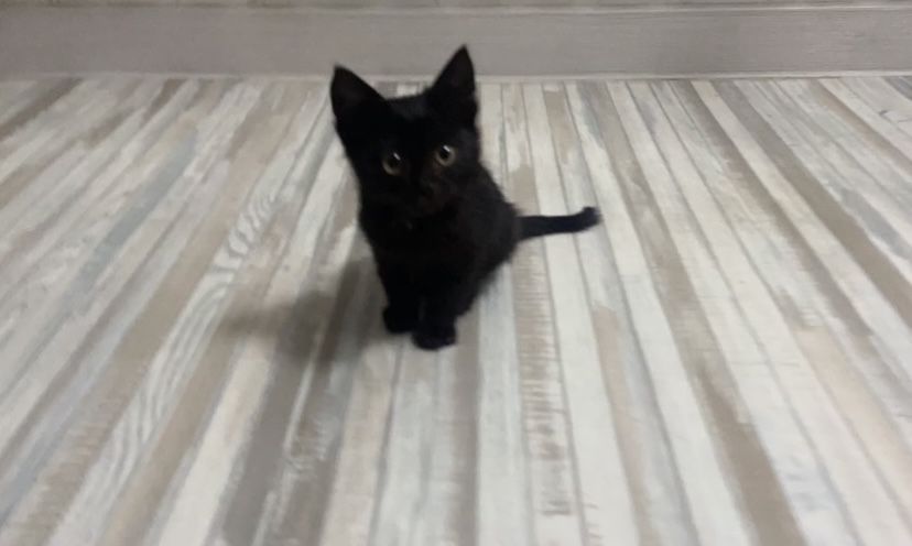 Отдам котёнка в добрые руки