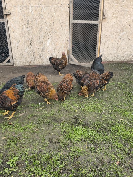 Wiandotte de vanzare