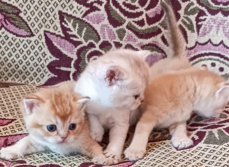Шотландские котята с окрасом золотая шиншилла