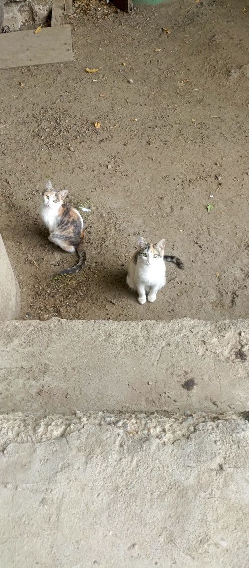 В добрые руки.животные