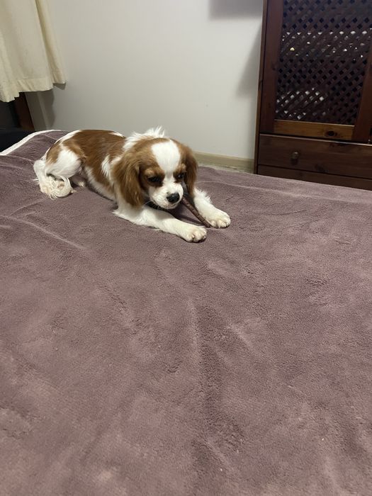 Cavalier King Charles Spaniel