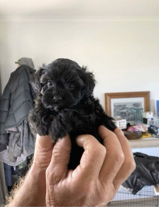 Bichon Havanez mascul