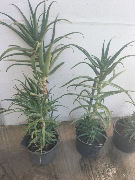 Plante verzi și semințe flori.
