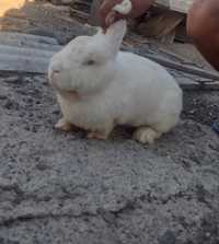 Vând iepuri de 1 an(vârstă)