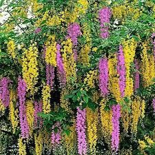 Pomi ornamental  salcamul lui adam bicolor