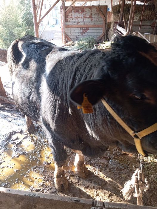 Soglom buka yeyishi zur