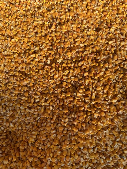 VÂND PORUMB BOABE 150 tone recolta 2025