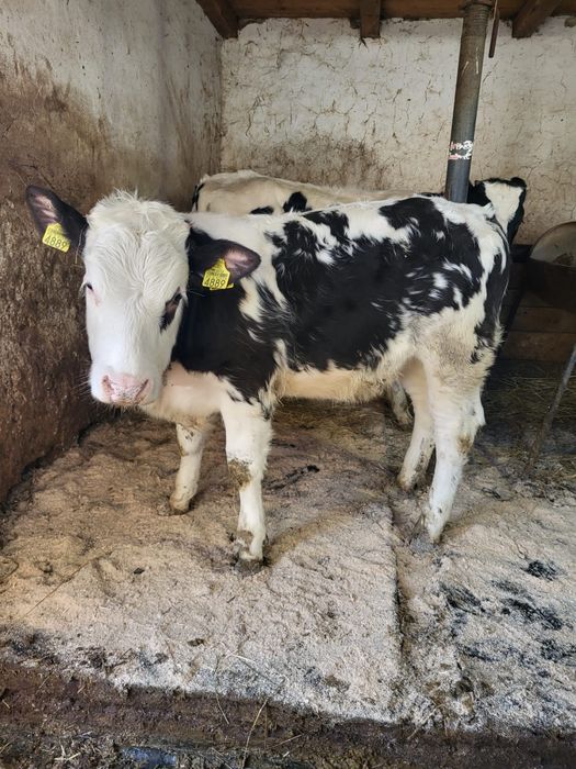 Vand doi vitei intarcati