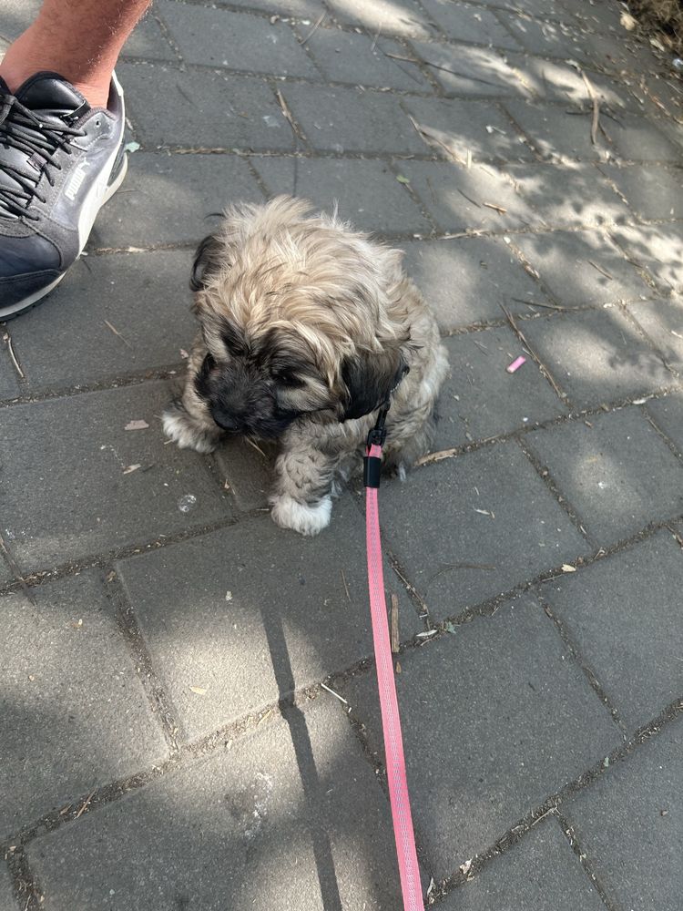Pui Bichon Havanez adorabil – talie mică, ideal pentru apartament