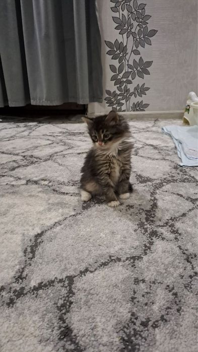 Toza mushuk sotiladi