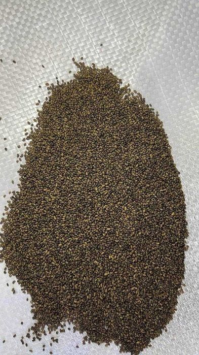 Магниченные семена люцерны с двойной очисткой