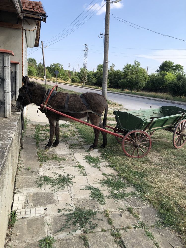 Мъжко магаре за работа