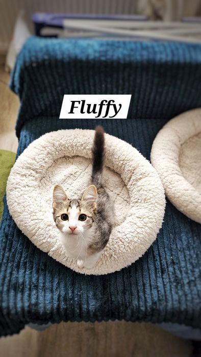 Adoptie pui pisica