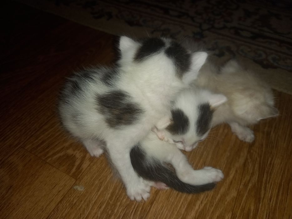 Отдам даром в котяты в добрые руки