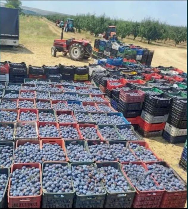 Vand prune pentru tuica