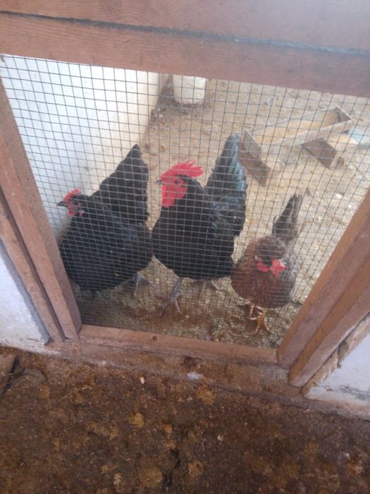 Cocoși asutralop & sussex