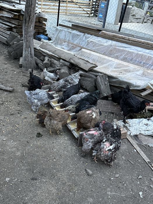 Gaini si cocosi de vanzare