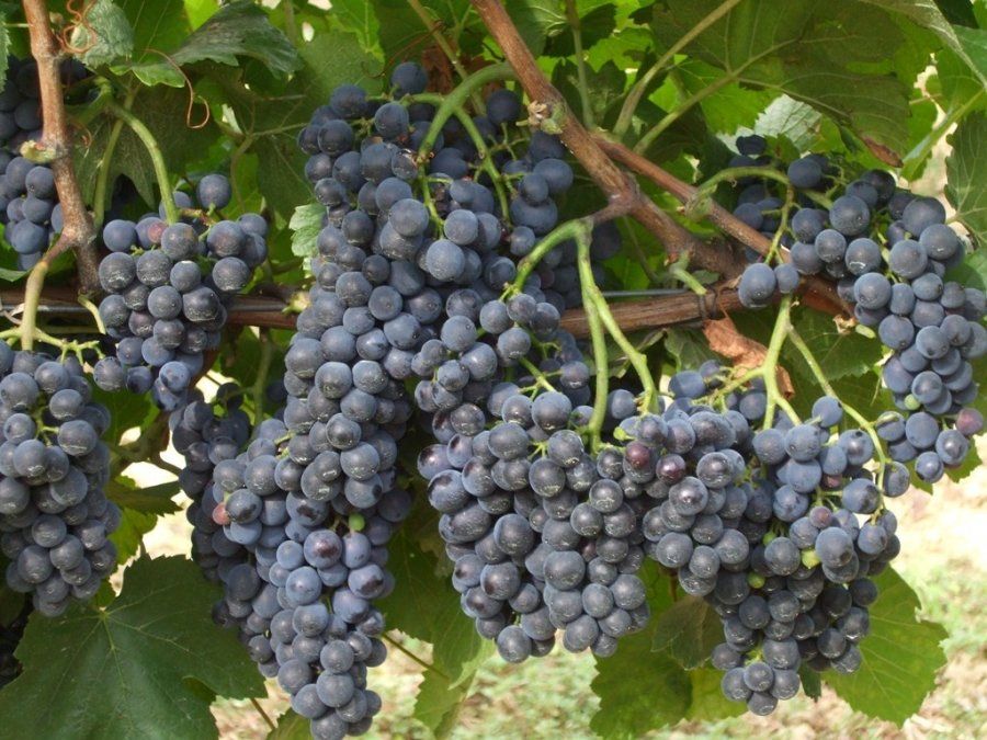 Vand struguri de vin, proaspat culesi azi