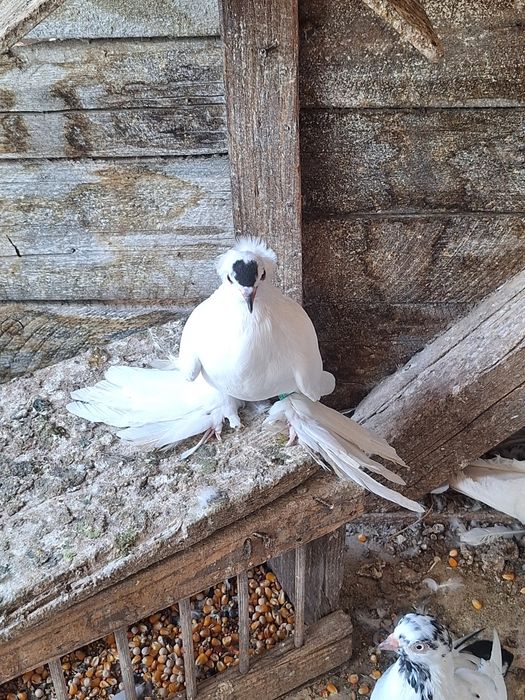 Rândunele de Saxonia 2025