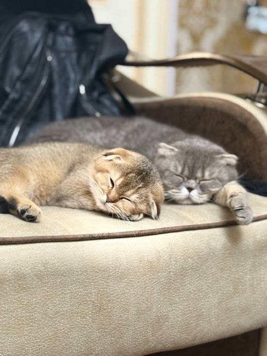котик золотой шиншиллы