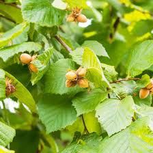 Castan Iza ambalați oferta 5+1 gratis