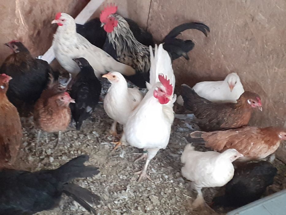 Vând famili de găini pitice cu una sau mai multe puicute