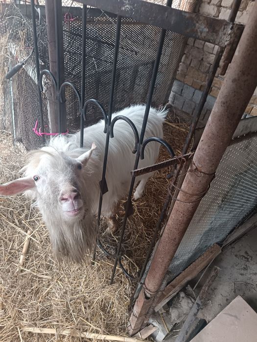 Козёл Молочная заменская порода