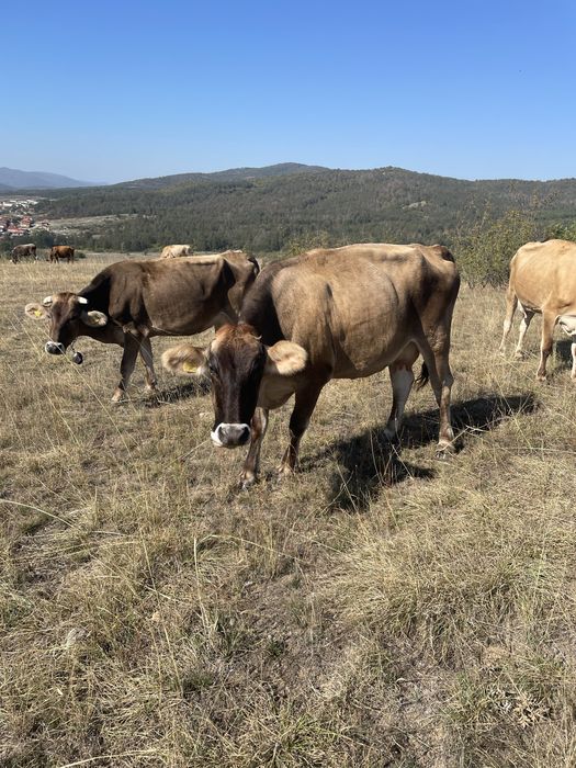 Елитни крави БКГ