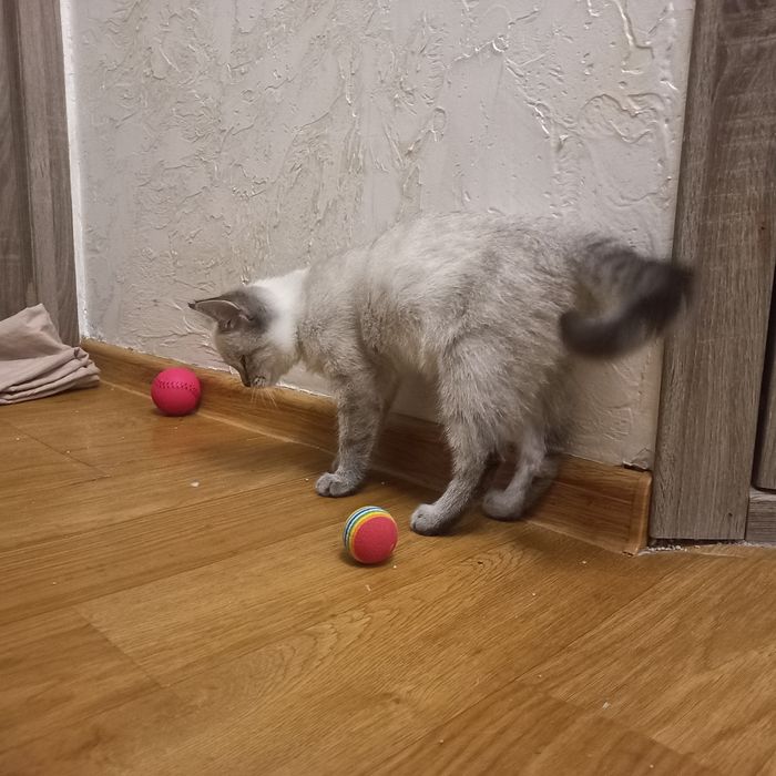 Отдам котенка девочку