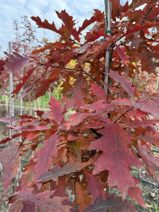Quercus rubra - stejar rosu