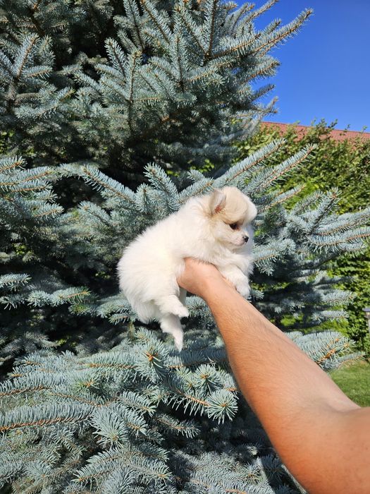 Pui de Pomeranian de vânzare – tip ursuleț, din părinți cu pedigree!