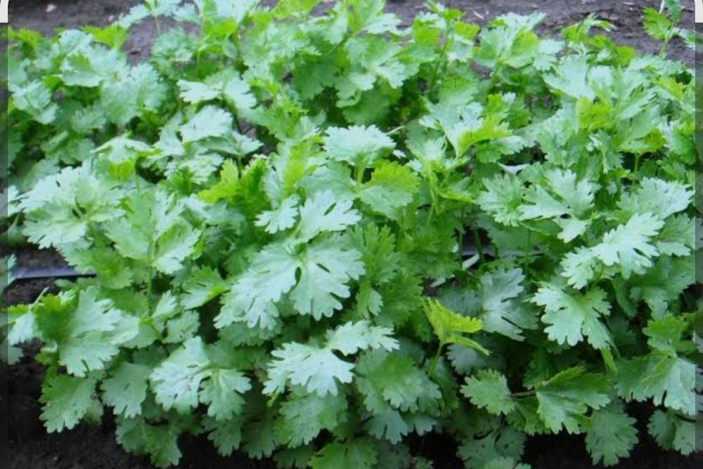 Продам черную редьку