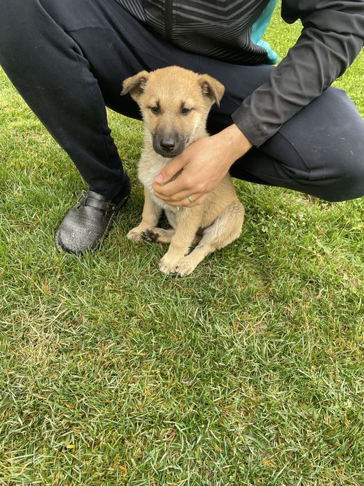 Подарявам кученце